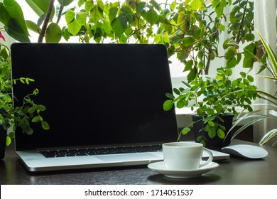 The Laptop On The Table And The Green Plants Around The Space For Copy. Concept: Home Office