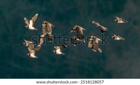 The Lapwing can often be seen wheeling through winter skies in large Black and White flocks.As Spring approaches, these flacks get smaller, with some birds heading back to Continental breeding grounds
