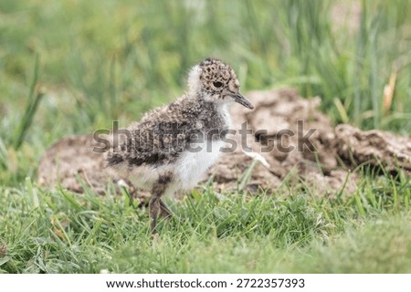 Lapwing chick on grass, close up