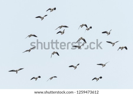 wild geese birds Dynamic