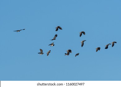 Lapwing flock on blue sky background - Shutterstock ID 1160027497