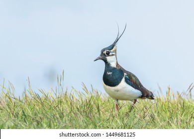 Lapwing, Northern Lapwing in the grass (Vanellus vanellus) Peewit
