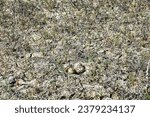 Lapwing (Vanellus vanellus) nest is made of alkali grass dry stems. Arid salty steppe with Salsola, flat island. Nest hole is cow