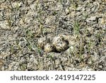 The Lapwing (Vanellus vanellus) nest is made of alkali grass dry stems. Arid salty steppe with Salsola, flat island. The nest hole is cow