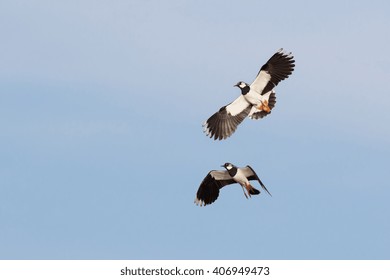 Lapwings in flight