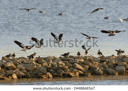 Lapwings (Vanellus vanellus) arriving at a roost on a stone breakwater in sunset light, Rutland Water, Rutland, England, United Kingdom, Europe