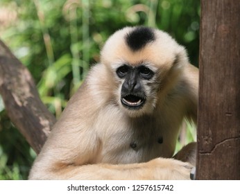 Lar Gibbon Eating
