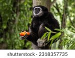Lar gibbon eating a tomato while sitting on a tree branch. Scientific name hylobates lar, also known as the white-handed gibbon endangered primate.