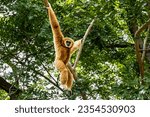 The lar gibbon (Hylobates lar), also known as the white-handed gibbon in Thailand.