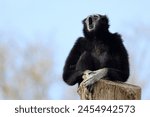 lar gibbon (Hylobates lar), also known as the white-handed gibbon, an endangered primate in the gibbon family, Hylobatidae.