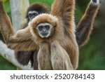 lar gibbon Hylobates lar also known as white-handed gibbon, an endangered primate in gibbon family, Hylobatidae. cute fluffy monkey with long arms and short body