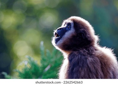 lar gibbon (Hylobates lar), also known as the white-handed gibbon - Powered by Shutterstock