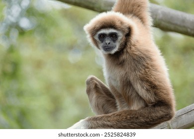 lar gibbon Hylobates lar also known as white-handed gibbon, an endangered primate in gibbon family, Hylobatidae. cute fluffy monkey with long arms and short body - Powered by Shutterstock