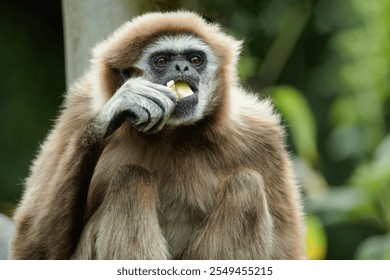 lar gibbon Hylobates lar also known as white-handed gibbon, an endangered primate in gibbon family, Hylobatidae. cute fluffy monkey with long arms and short body - Powered by Shutterstock