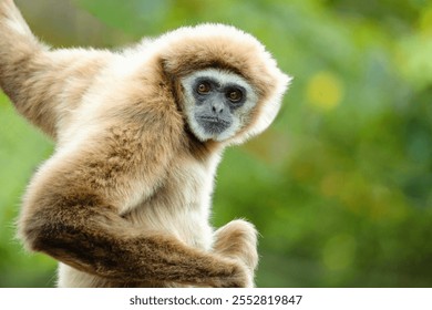 lar gibbon Hylobates lar also known as white-handed gibbon, an endangered primate in gibbon family, Hylobatidae. cute fluffy monkey with long arms and short body - Powered by Shutterstock