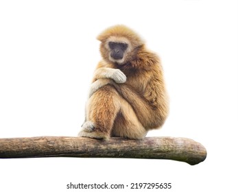 lar gibbon isolated on white background - Shutterstock ID 2197295635