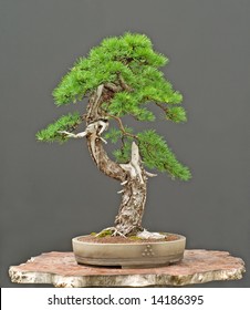 larch bonsai