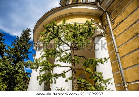 Larch bonsai against the backdrop of a building with columns