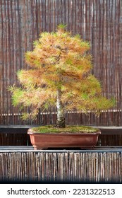 Larch bonsai at autumn (larix decidua)