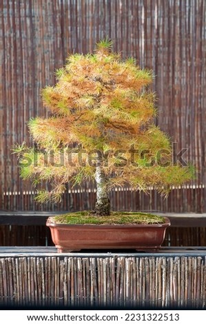 Larch bonsai at autumn (larix decidua)