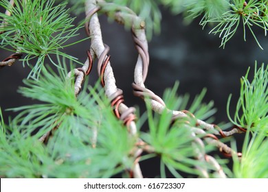 Larch bonsai tree branches with wires shaping it.
