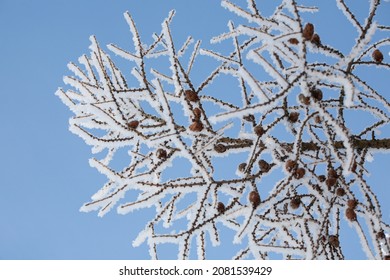 Larch Branch With Cones With Snow Instead Of Greenery Against A Blue Sky. Beautiful Branch Of A Tree In The Snow Against The Background Of The Sky.