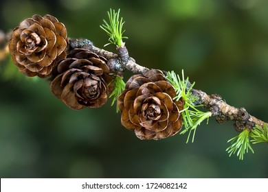 Larch branch with cones and young spring needles on a blurred background. Close-up.