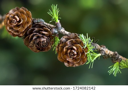 Larch branch with cones and young spring needles on a blurred background. Close-up.
