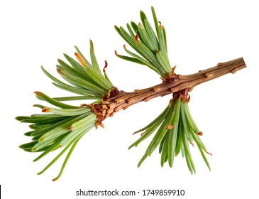 Larch branch with needles isolated on a white background.
