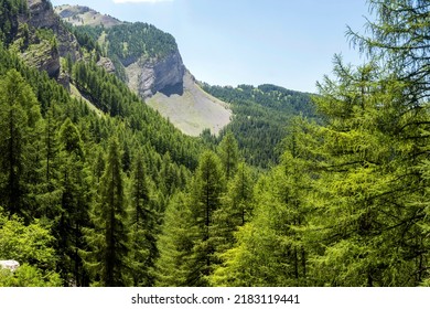 Larch Forest In The Maritime Alps, France