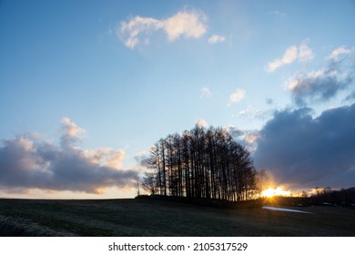 Larch Forest On The Hill At Dusk In Spring
