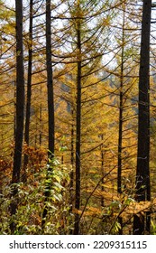 Larch Forest In Yellow Leaves
