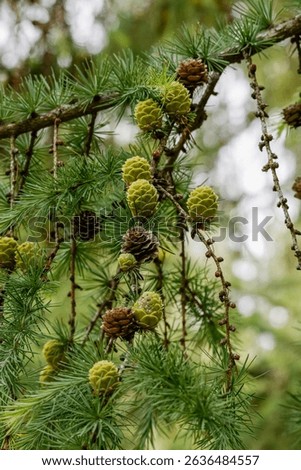 Larch grows new cones in June. Larches are deciduous conifers in the genus Larix, of the family Pinaceae. The larch tree has cones, like an evergreen, but it drops its needles in the fall.