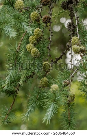 Larch grows new cones in June. Larches are deciduous conifers in the genus Larix, of the family Pinaceae. The larch tree has cones, like an evergreen, but it drops its needles in the fall.