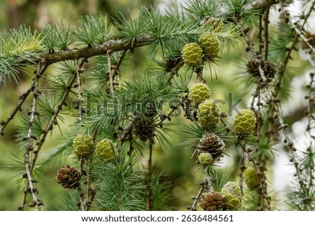 Larch grows new cones in June. Larches are deciduous conifers in the genus Larix, of the family Pinaceae. The larch tree has cones, like an evergreen, but it drops its needles in the fall.