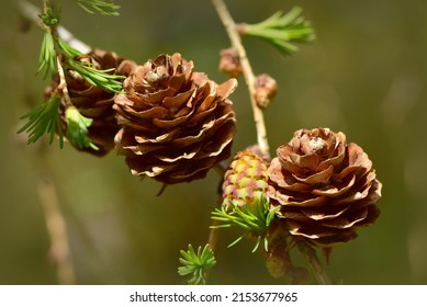 Larch ( Larix ) cones. Brown seed cones and young female developing cone on the natural background. Macro. Selective focus.