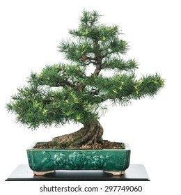 Larch (Larix decidua) as bonsai tree with green needles