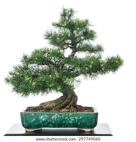 Larch (Larix decidua) as bonsai tree with green needles