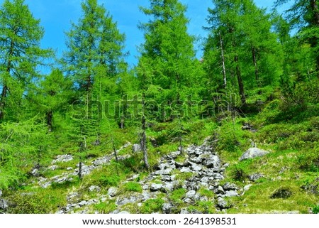Larch (Larix decidua) deciduous, coniferous forest