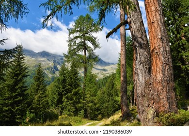 Larch (Larix decidua) and spruce forest in High Tauern mountains in Carinthia, Austria - Shutterstock ID 2190386039