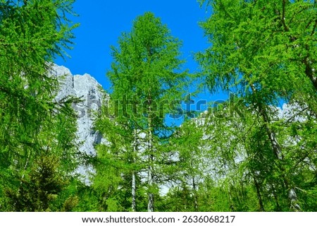 Larch (Larix decidua) tree at Pod Špik in Julian alps, Gorenjska, Slovenia