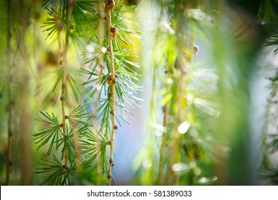 Larch Pendula green pattern