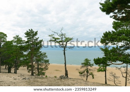 Larch Trees on the Sandy Beach of Lake Baikal