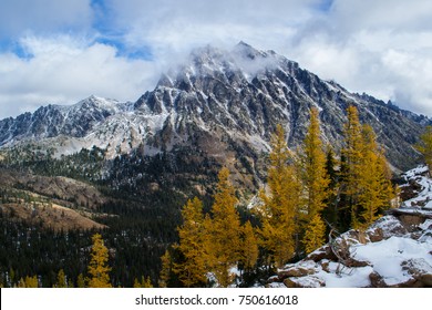 Larches And Mount Stuart