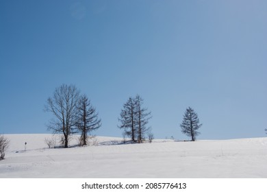 Larches In The Snow Field With Ble Sky
