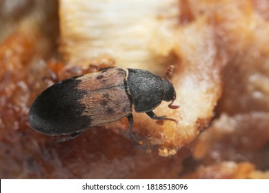 Larder beetle, Dermestes ladarius on meat, this beetle can be a pest on animal products