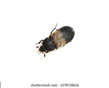 The larder beetle Dermestes lardarius isolated on white background