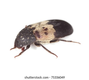 Larder beetle (Dermestes lardarius) isolated on white background, extreme close up with 3:1 magnification, focus on eyes