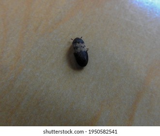 Larder Beetle Walking Across A Wood Floor
