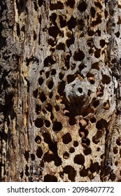 a larder oak tree covered in empty holes made by woodpeckers